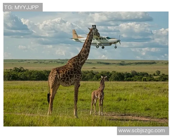 羊驼足球明星搞笑视频大集合让你捧腹大笑的奇趣瞬间 羊驼足球明星搞笑视频大集合让你捧腹大笑的奇趣瞬间